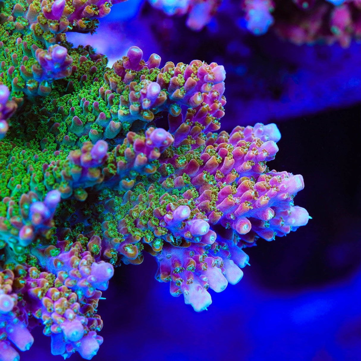 BC Bubblebath Unicorn Acropora XL Frag Coral
