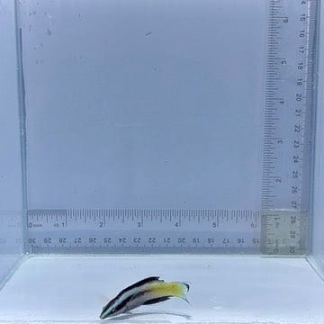 Bicolor Cleaner Wrasse