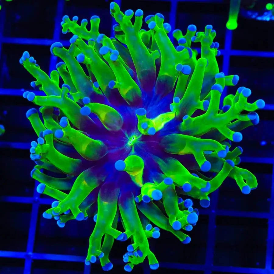 Bicolor Frogspawn Coral