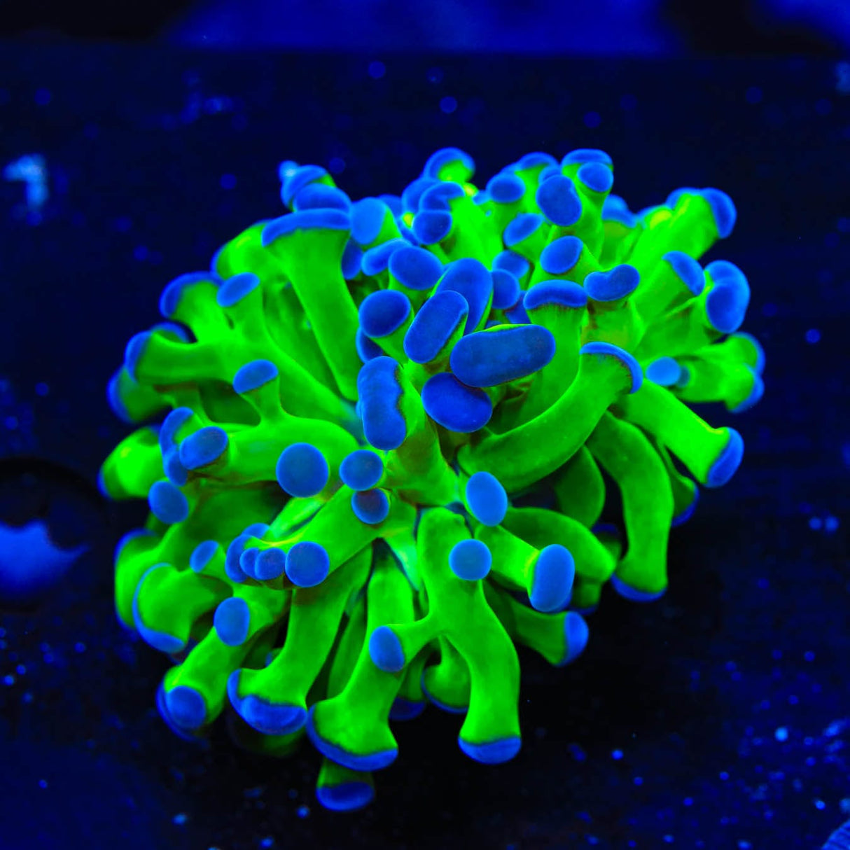 Bicolor Frogspawn Coral