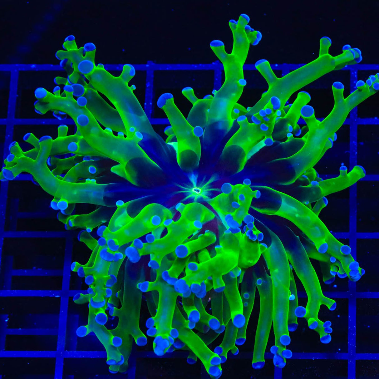 Bicolor Frogspawn Coral