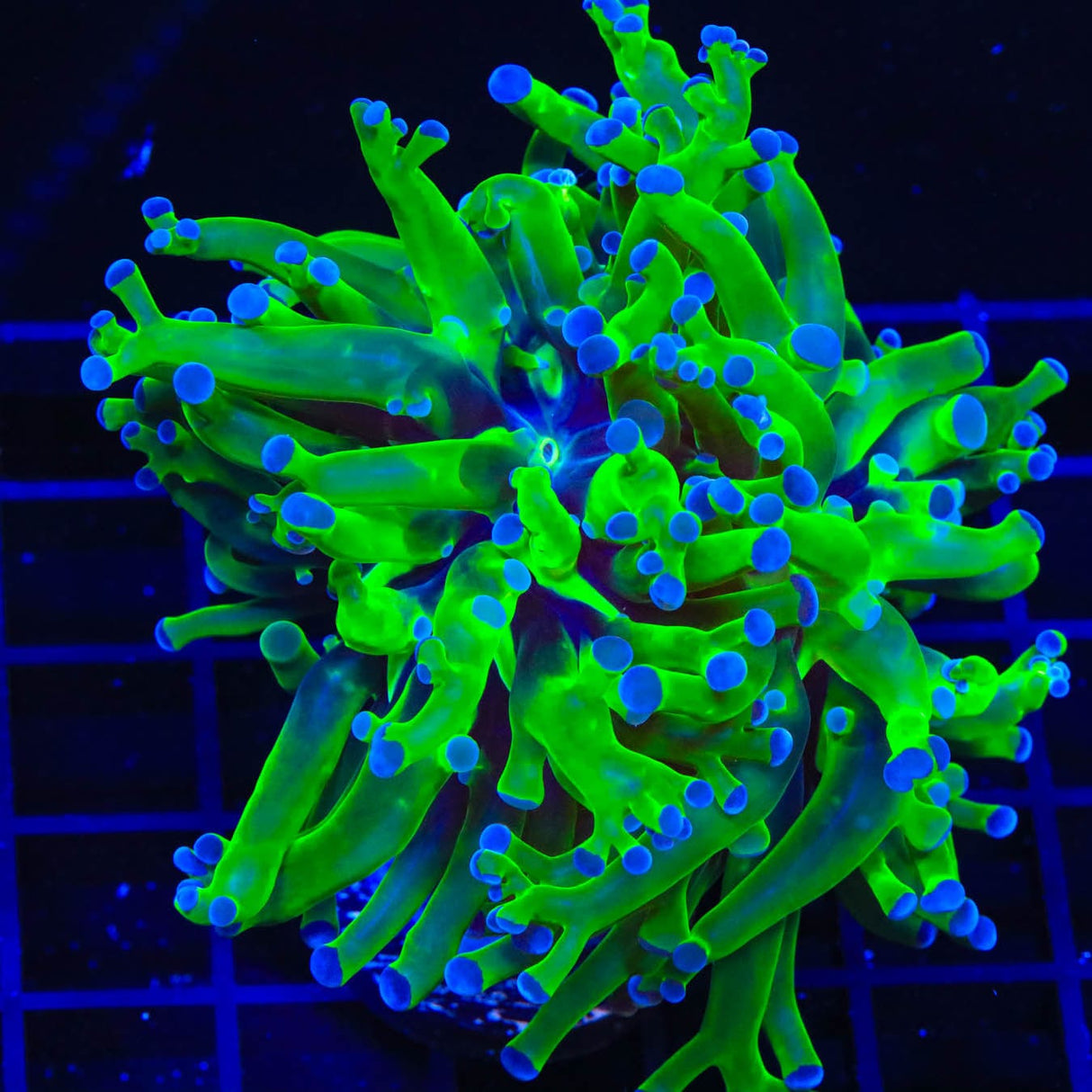 Bicolor Frogspawn Coral