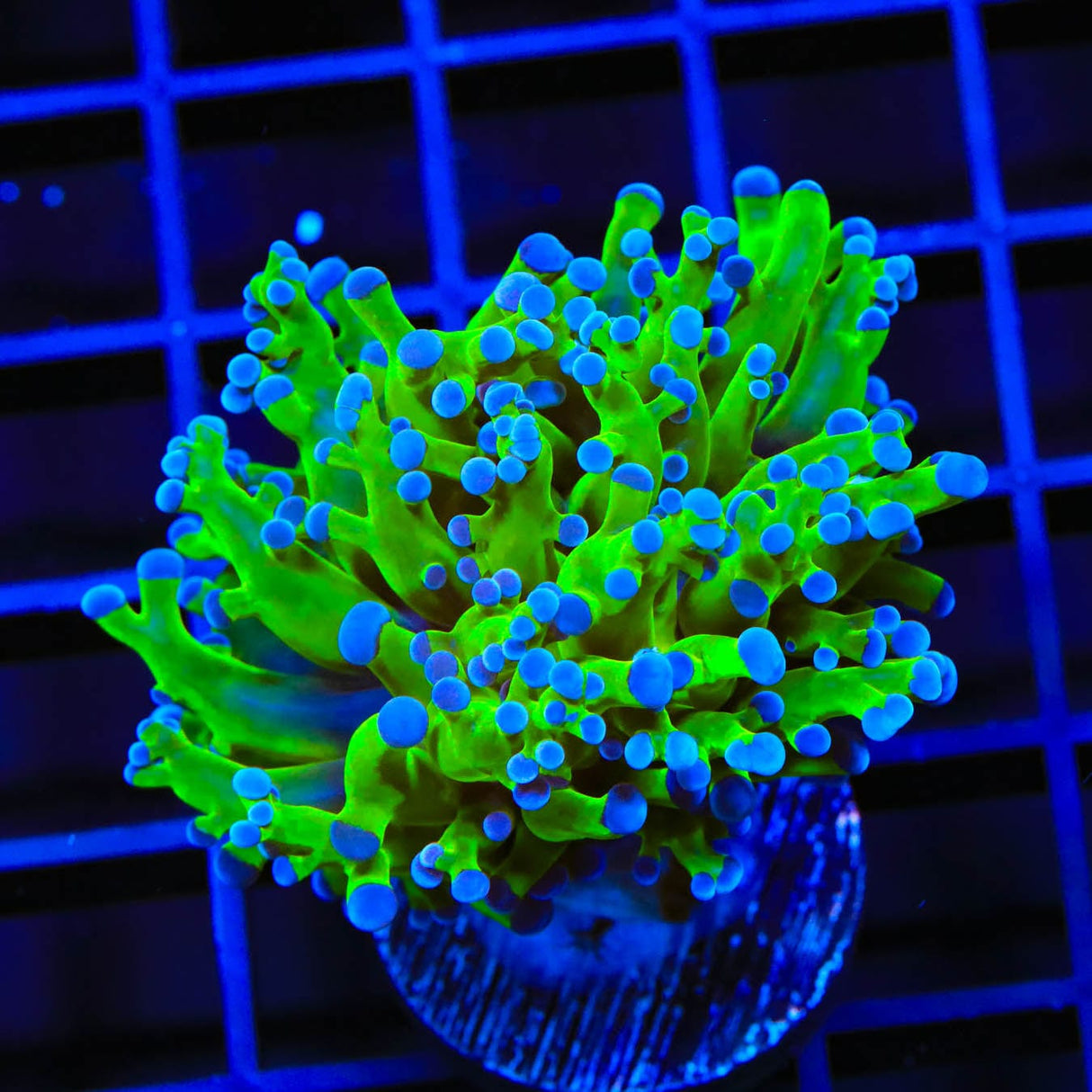 Bicolor Frogspawn Coral