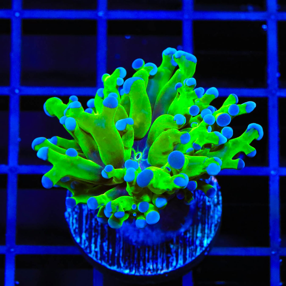 Bicolor Frogspawn Coral