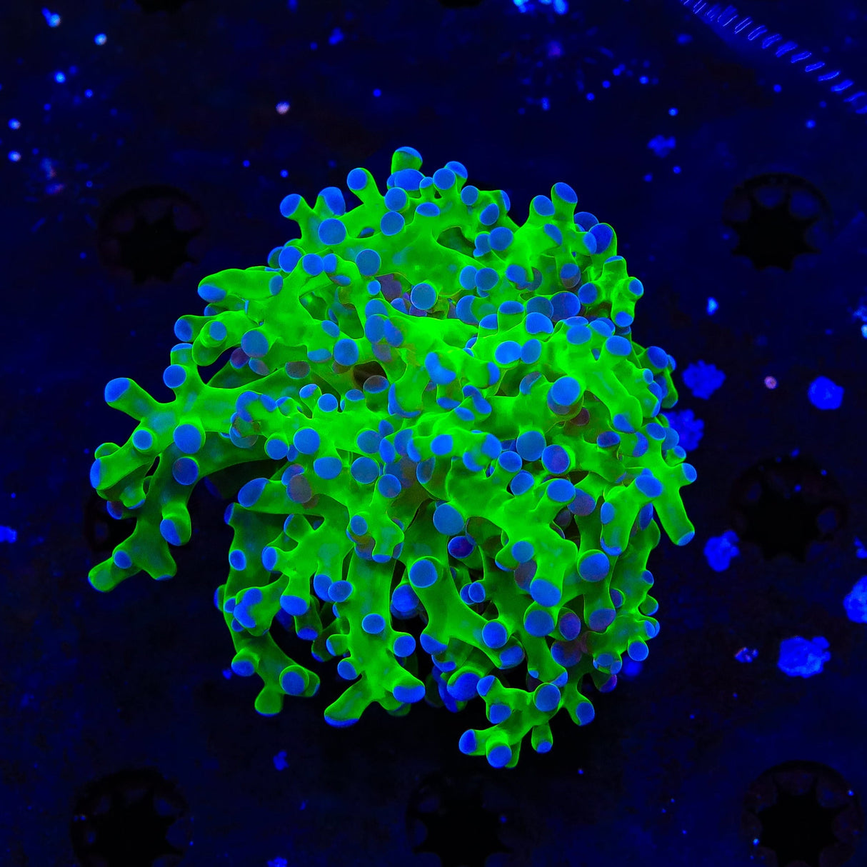 Bicolor Frogspawn Coral