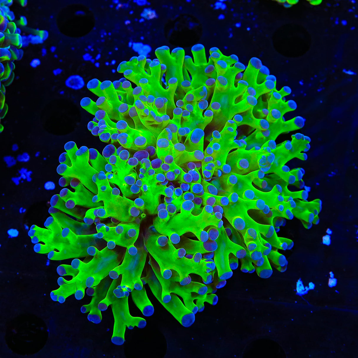 Bicolor Frogspawn Coral