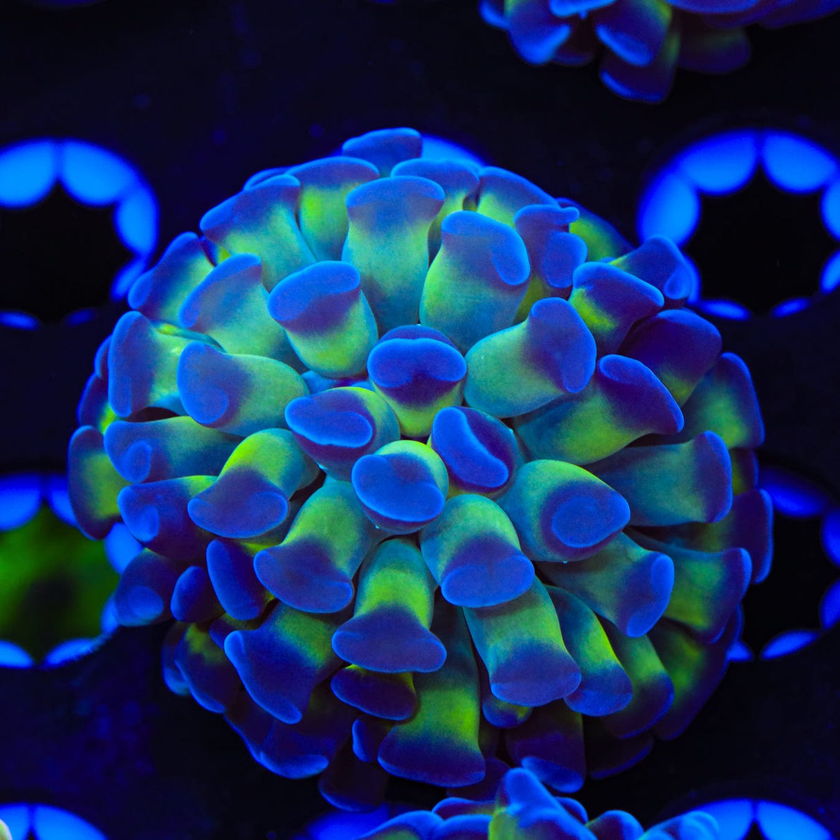 Bicolor Hammer Coral