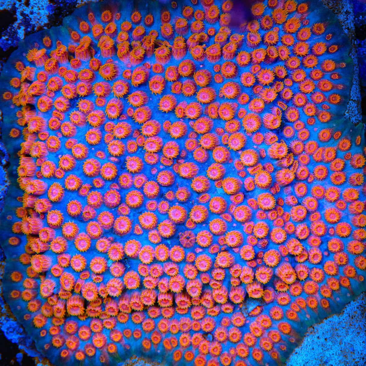 Bizarro Cyphastrea Coral