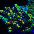 BkChem Froot Loops Acropora Coral