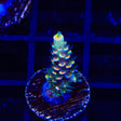 BkChem Froot Loops Acropora Coral