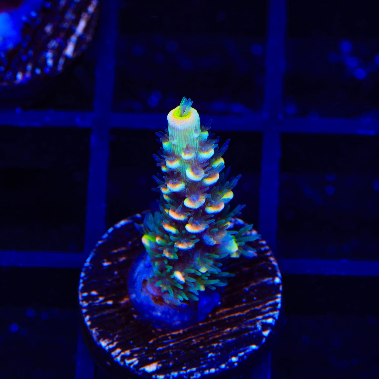 BkChem Froot Loops Acropora Coral