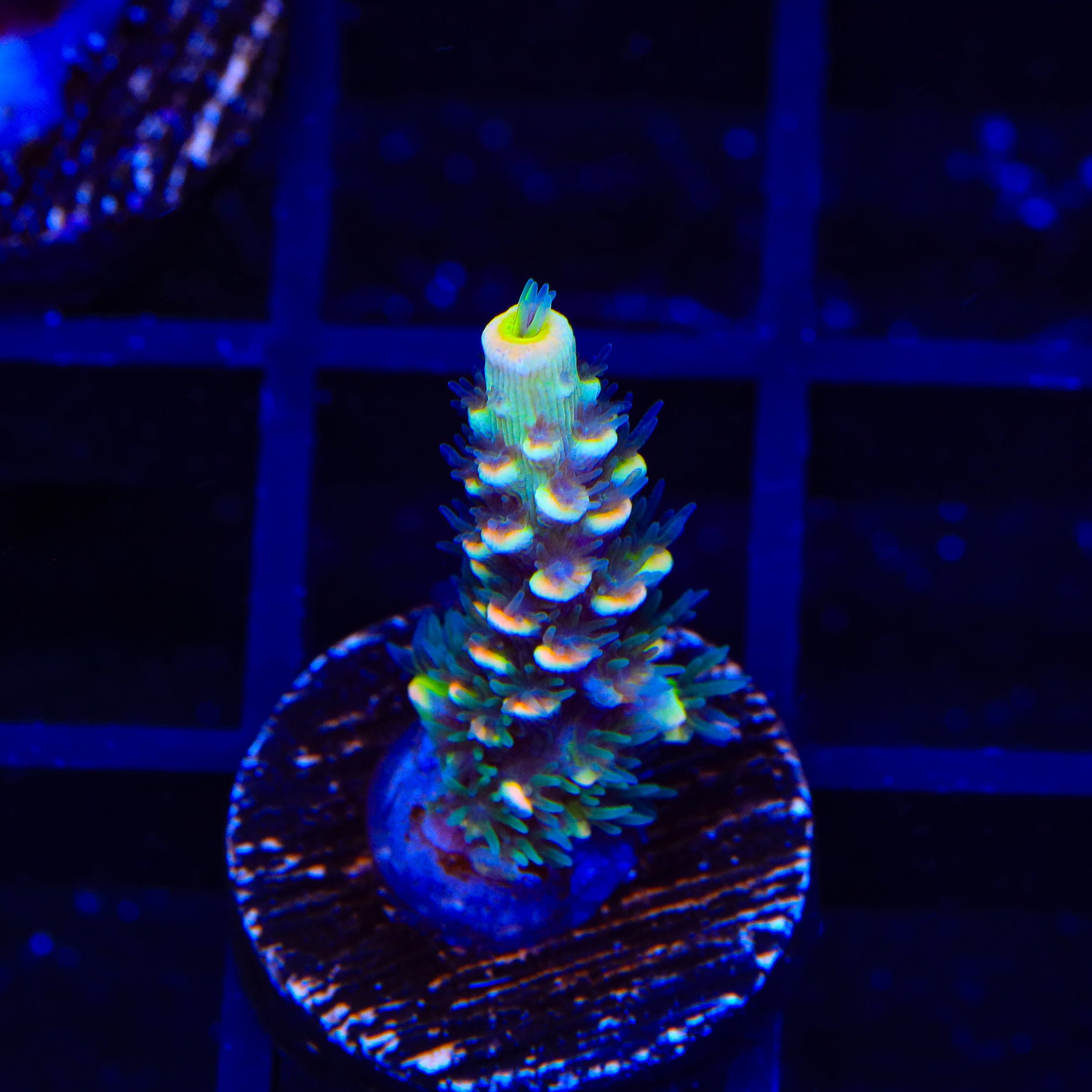 BkChem Froot Loops Acropora Coral