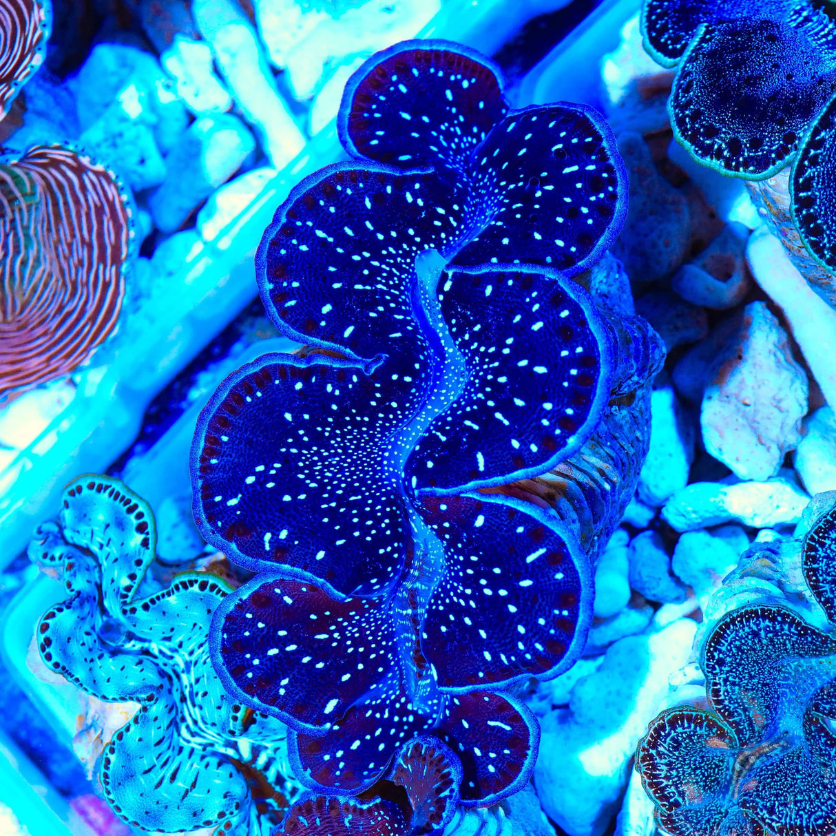 Black Maxima Clam 3.5"