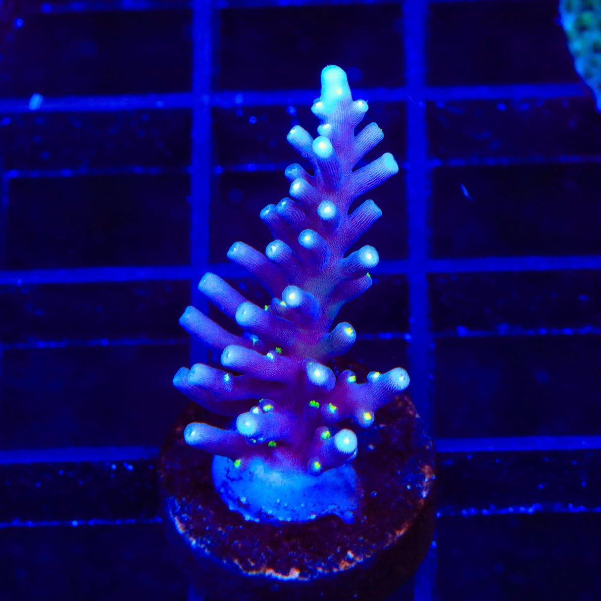 Black Sabbath Dragon Acropora Coral