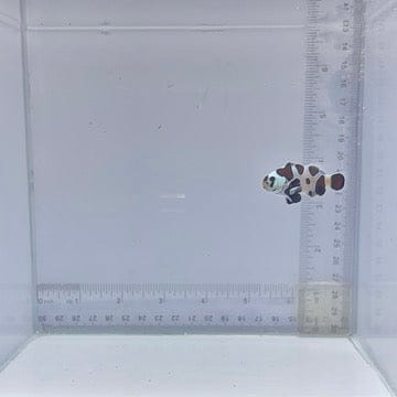 Black Storm Clownfish (Amphiprion ocellaris)