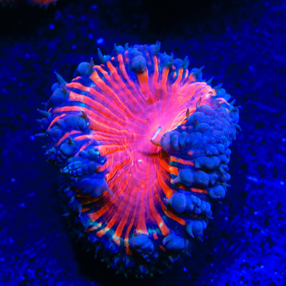 Black Widow Blastomussa Coral