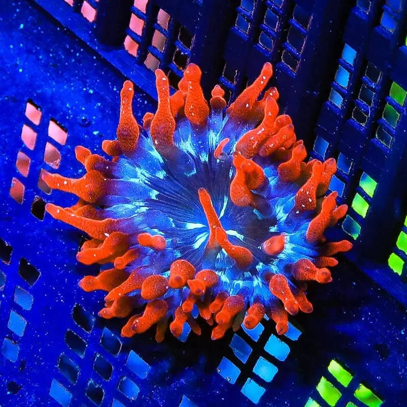 Black Widow Bubble Tip Anemone Medium