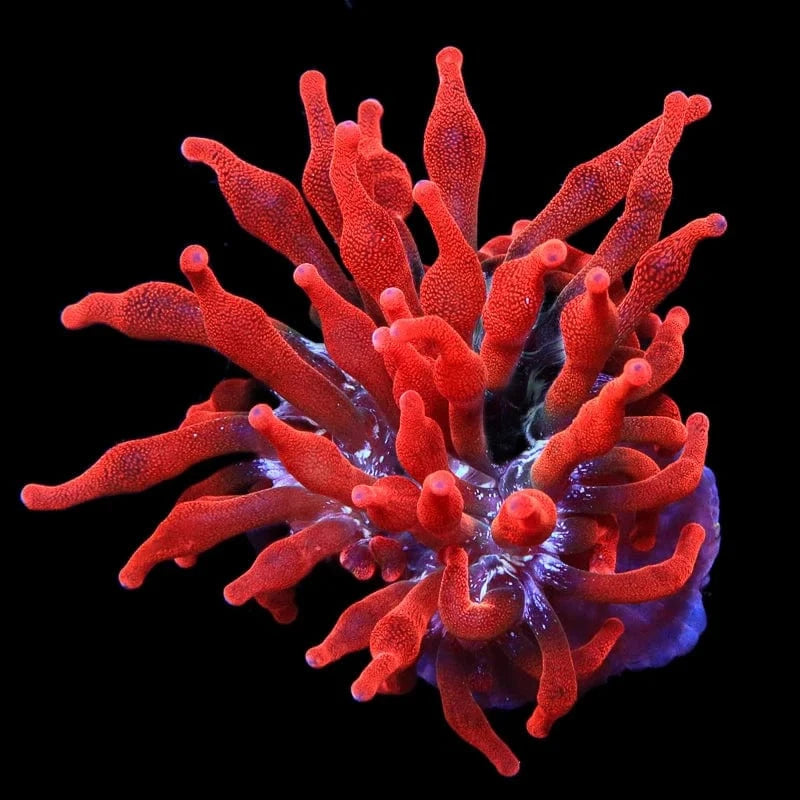 Black Widow Bubble Tip Anemone Medium