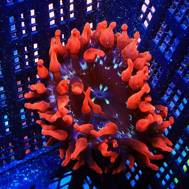 Black Widow Bubble Tip Anemone Medium