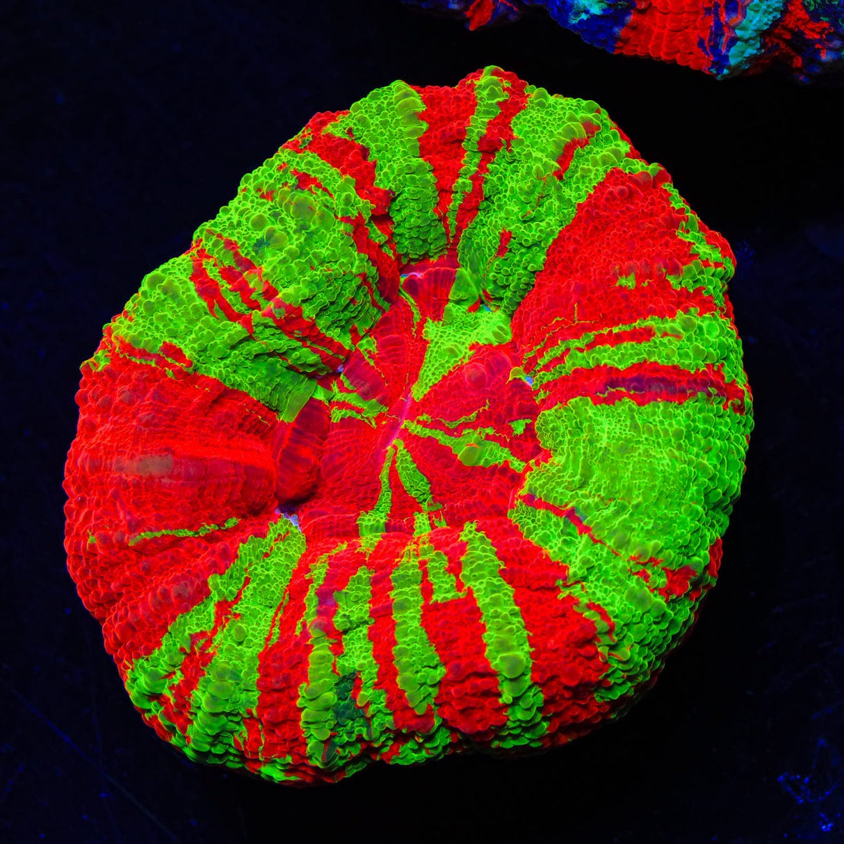 Bleeding Apple Scoly