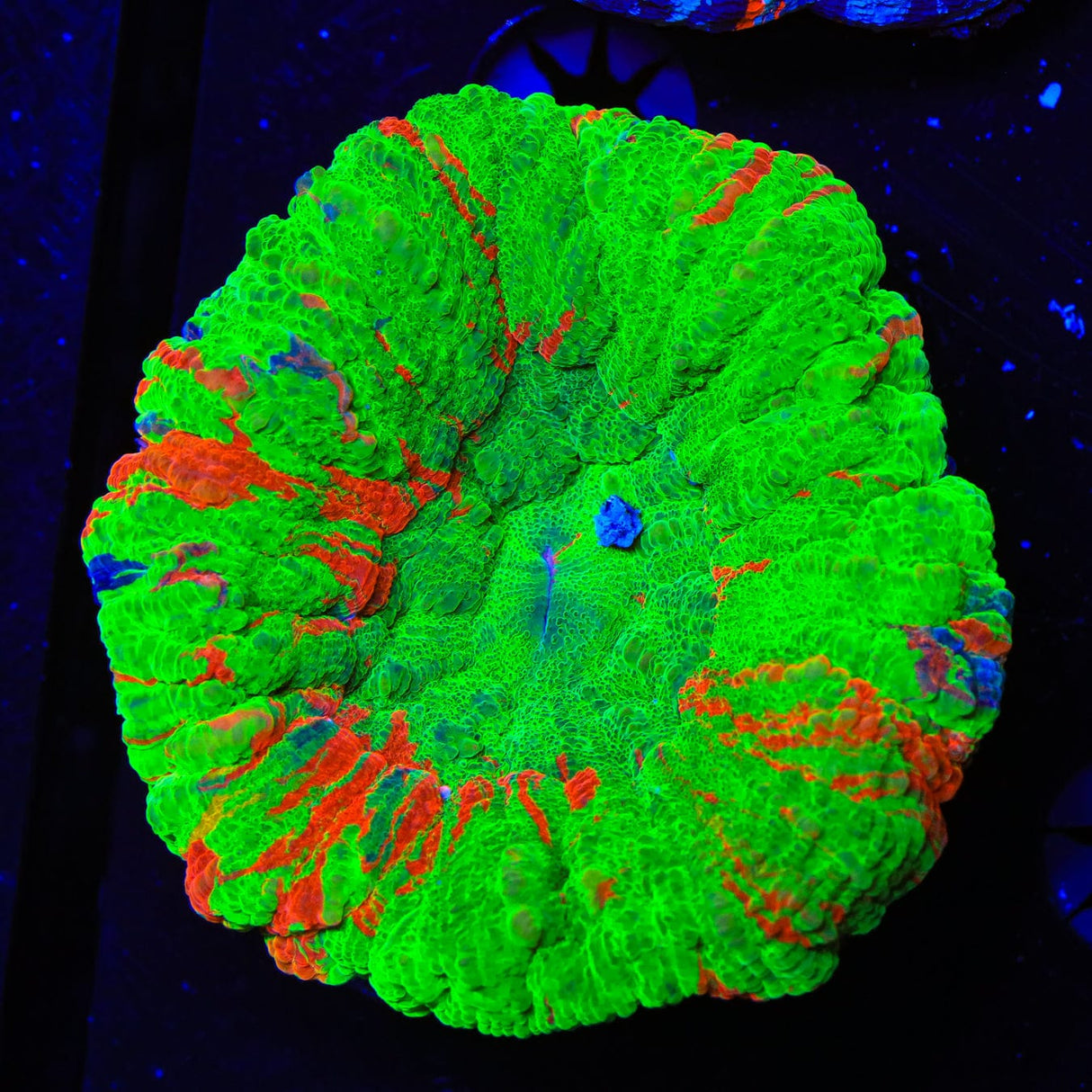 Bleeding Apple Scoly Coral