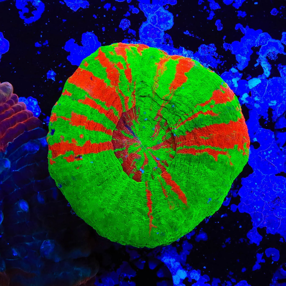 Bleeding Apple Scoly Coral