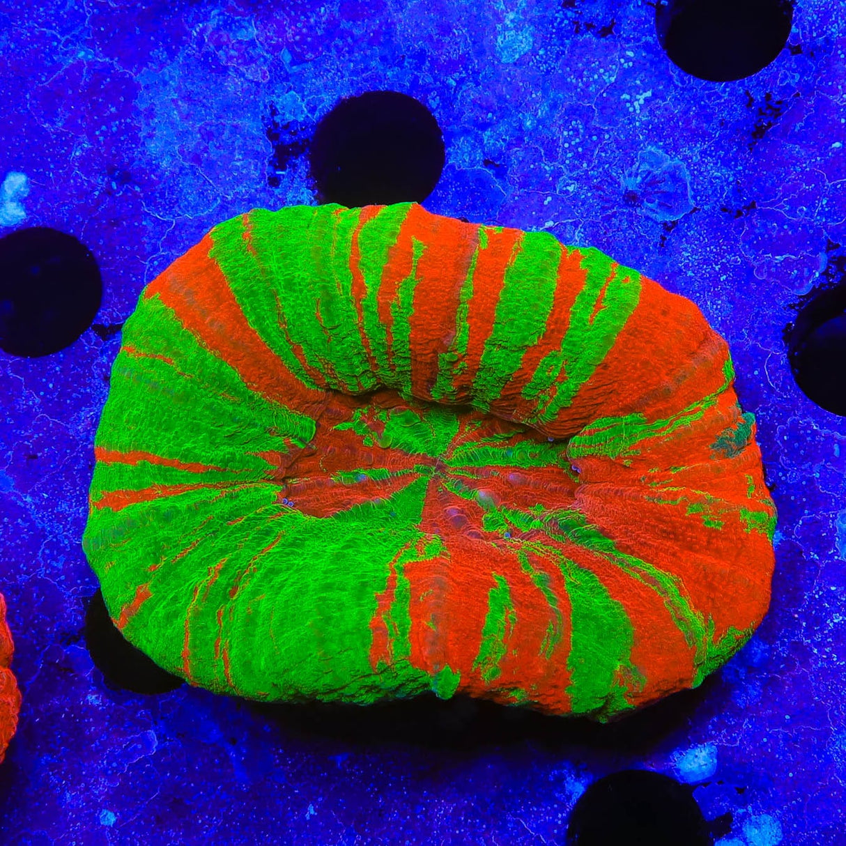Bleeding Apple Scoly Coral