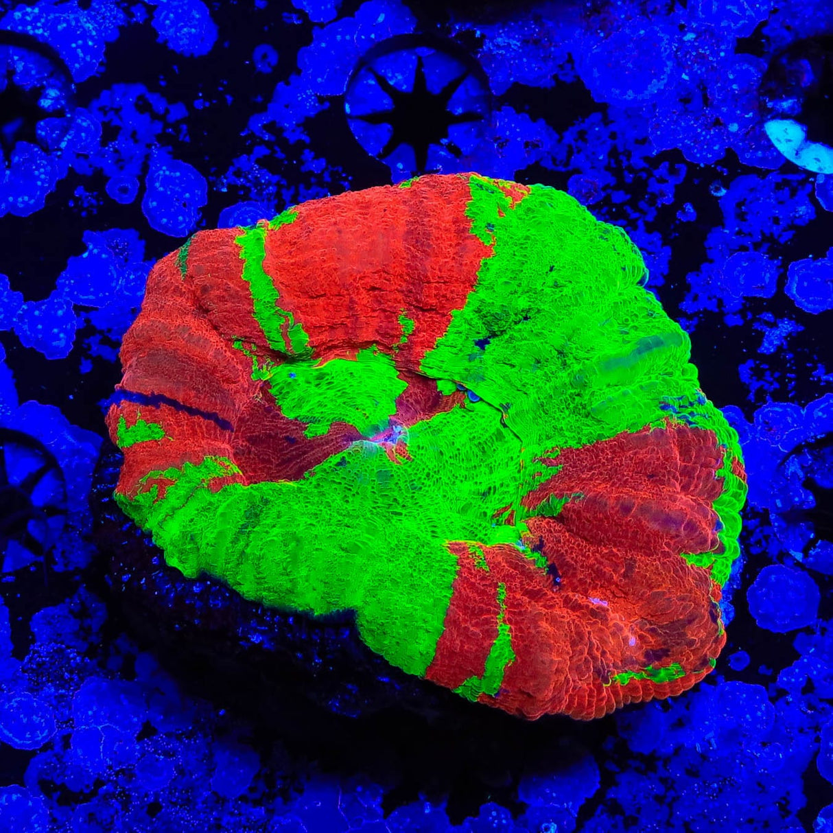 Bleeding Apple Scoly Coral