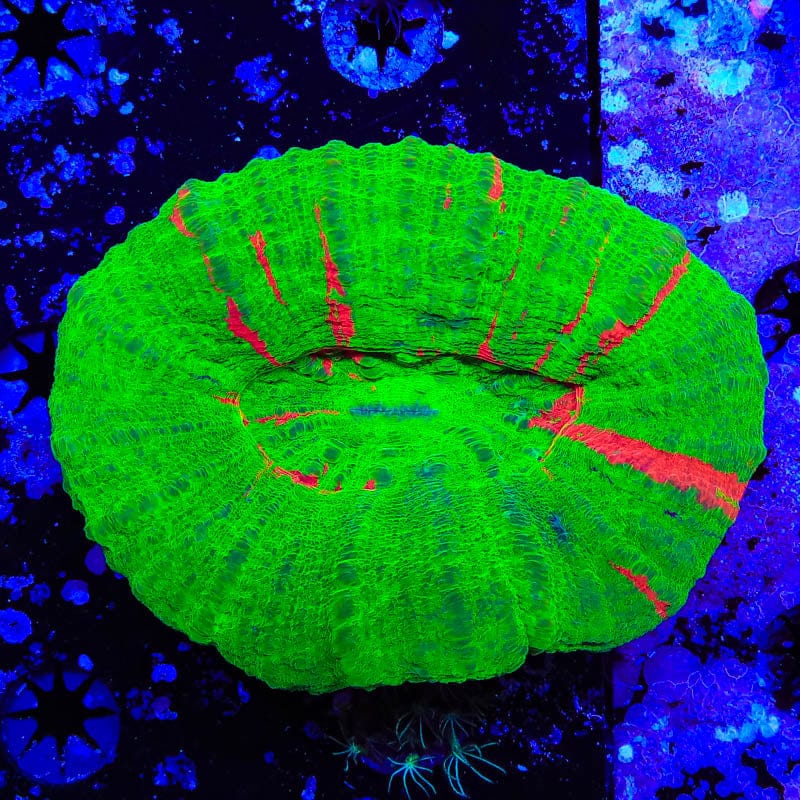 Bleeding Apple Scoly Coral