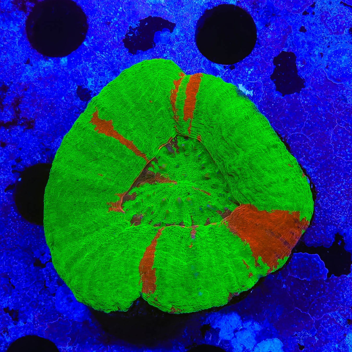 Bleeding Apple Scolymia Coral