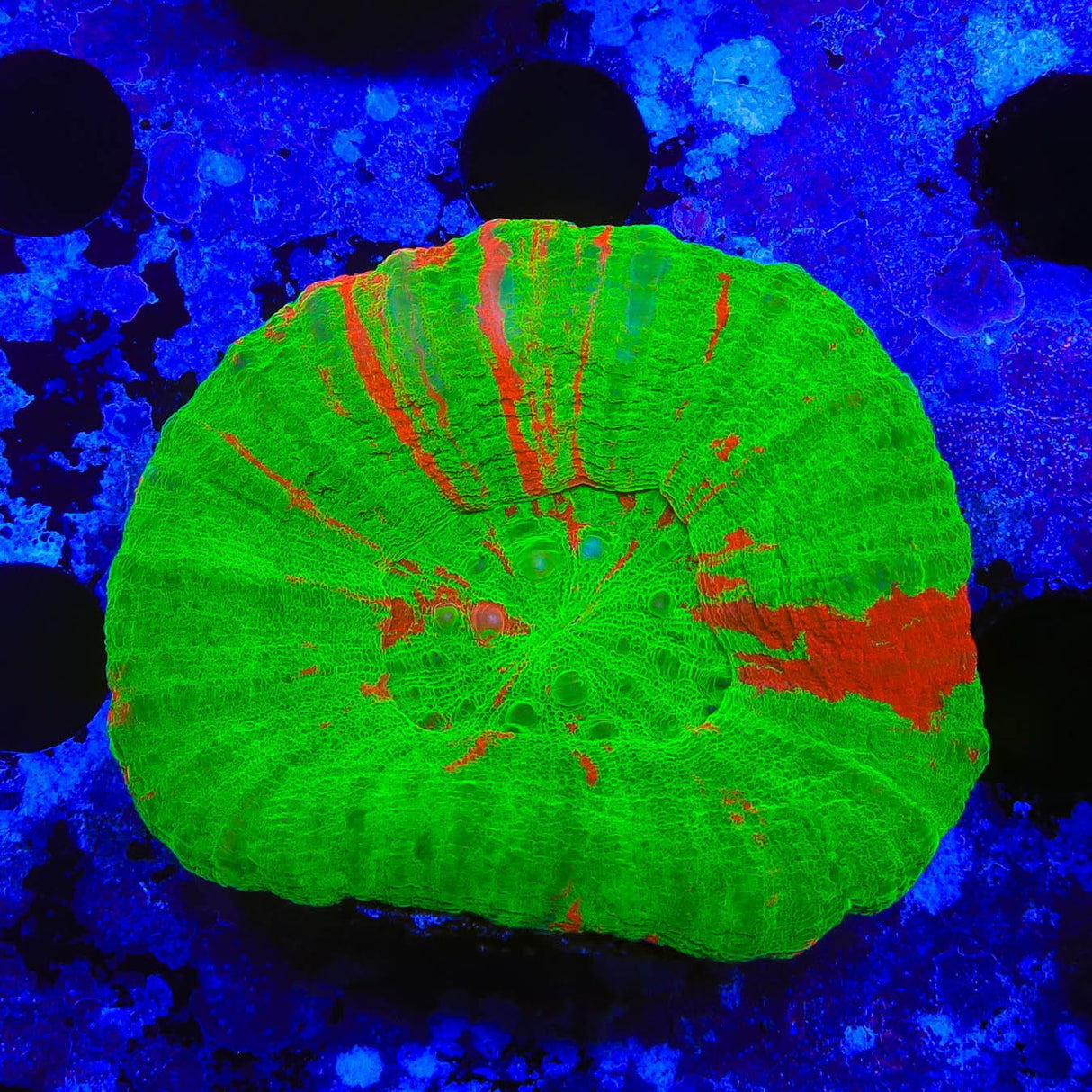 Bleeding Apple Scolymia Coral