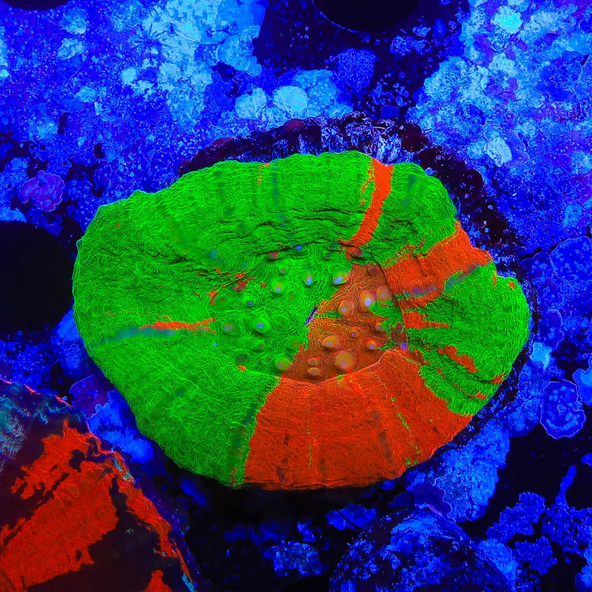 Bleeding Apple Scolymia Coral