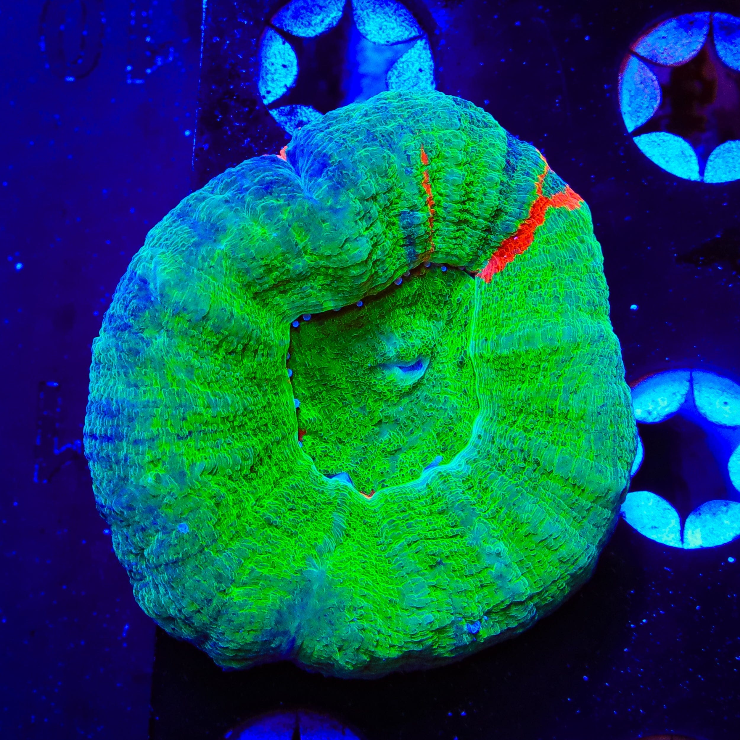 Bleeding Apple Scolymia Coral