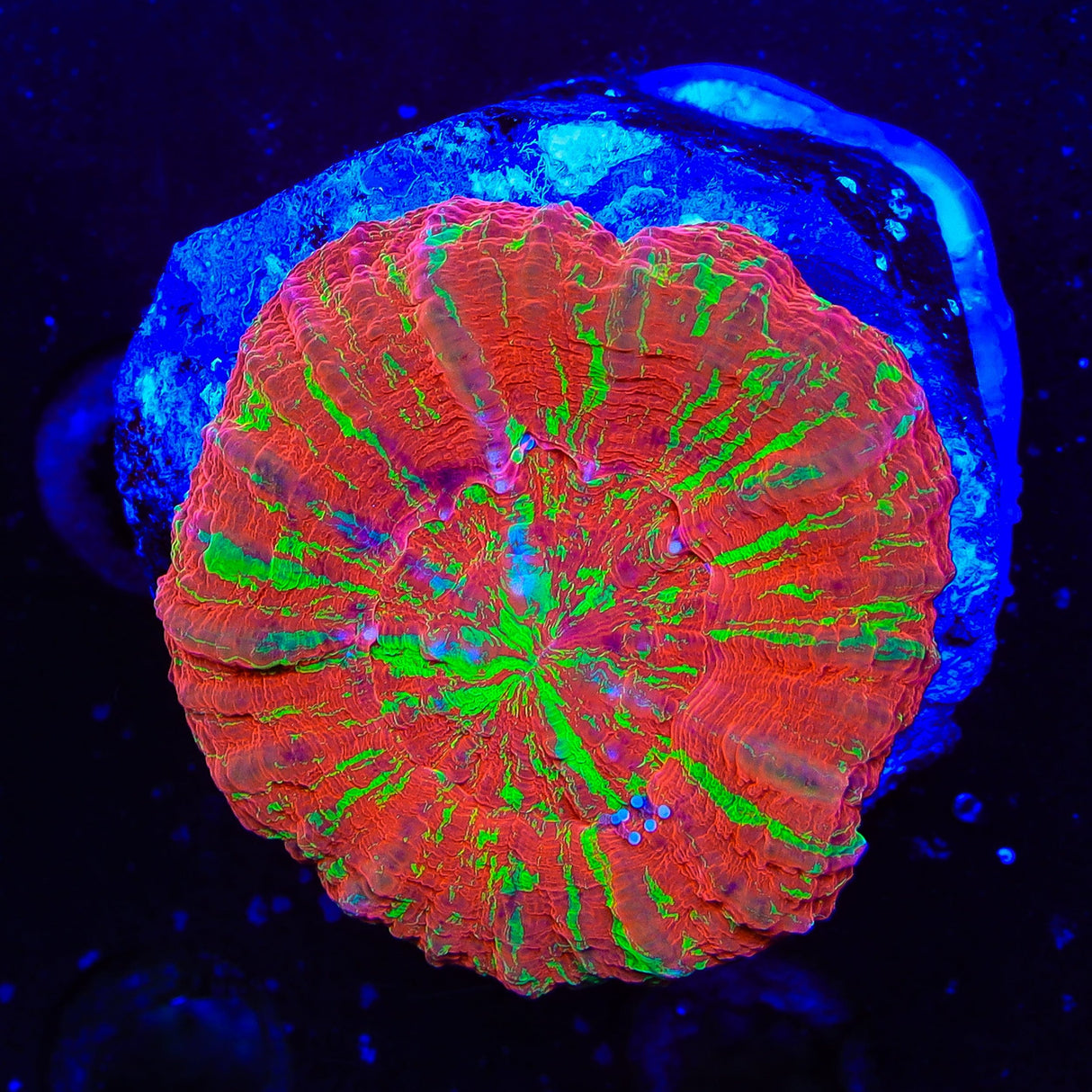 Bleeding Apple Scolymia Coral