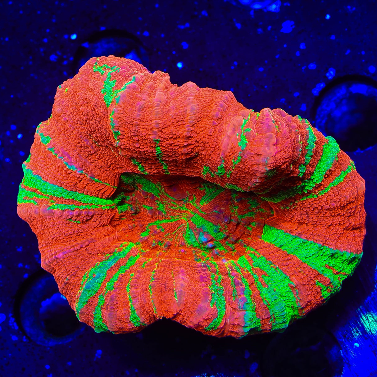 Bleeding Apple Scolymia Coral