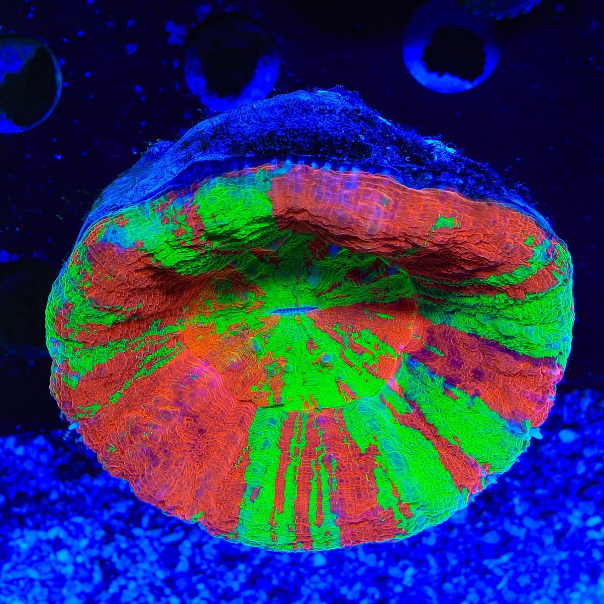 Bleeding Apple Scolymia Coral