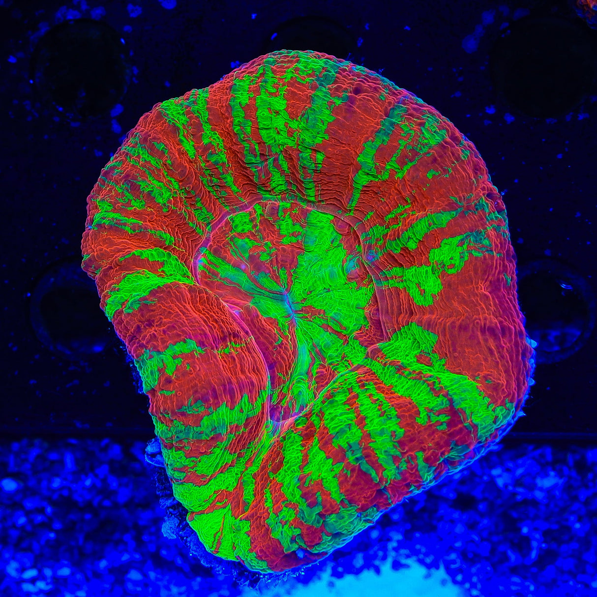 Bleeding Apple Scolymia Coral