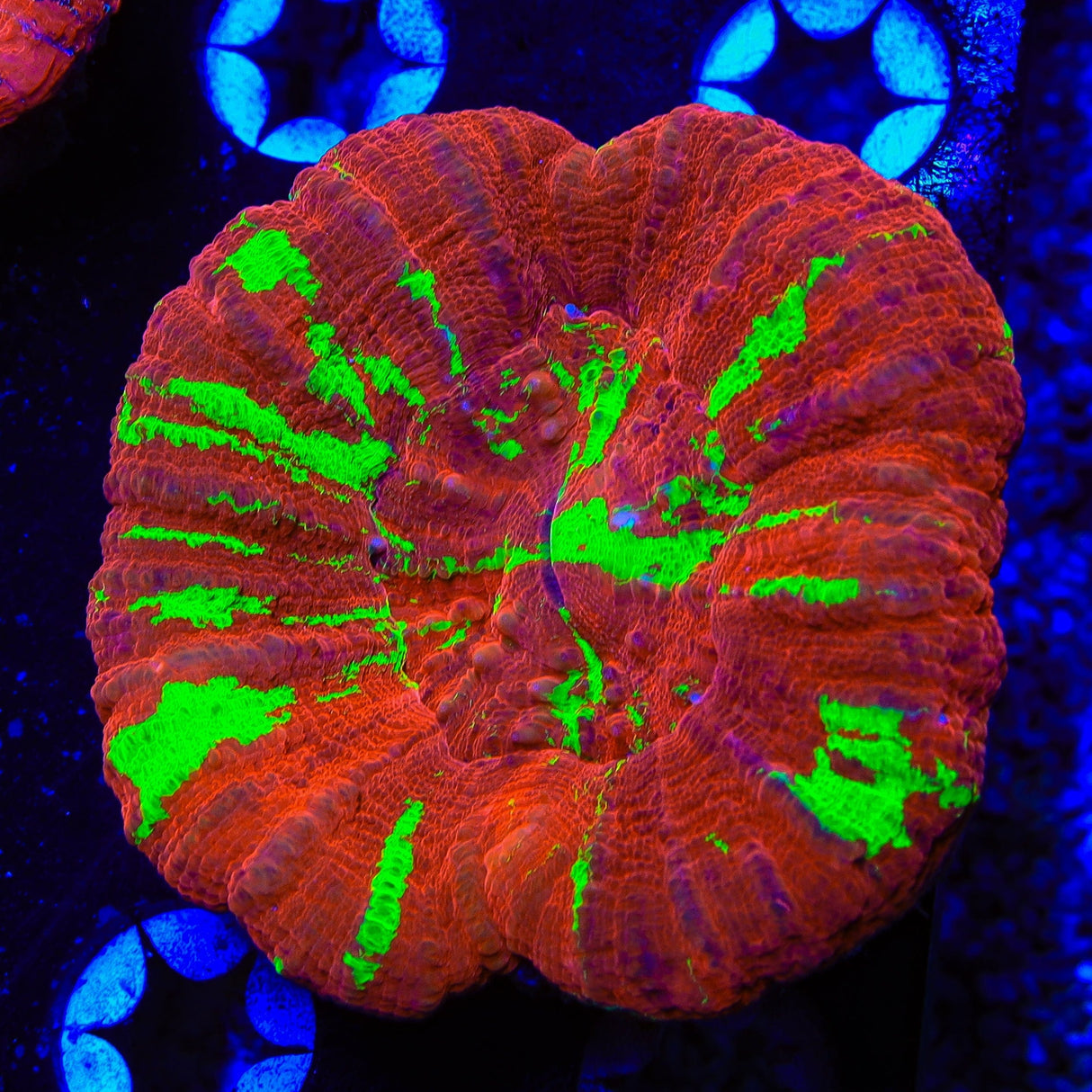 Bleeding Apple Scolymia Coral