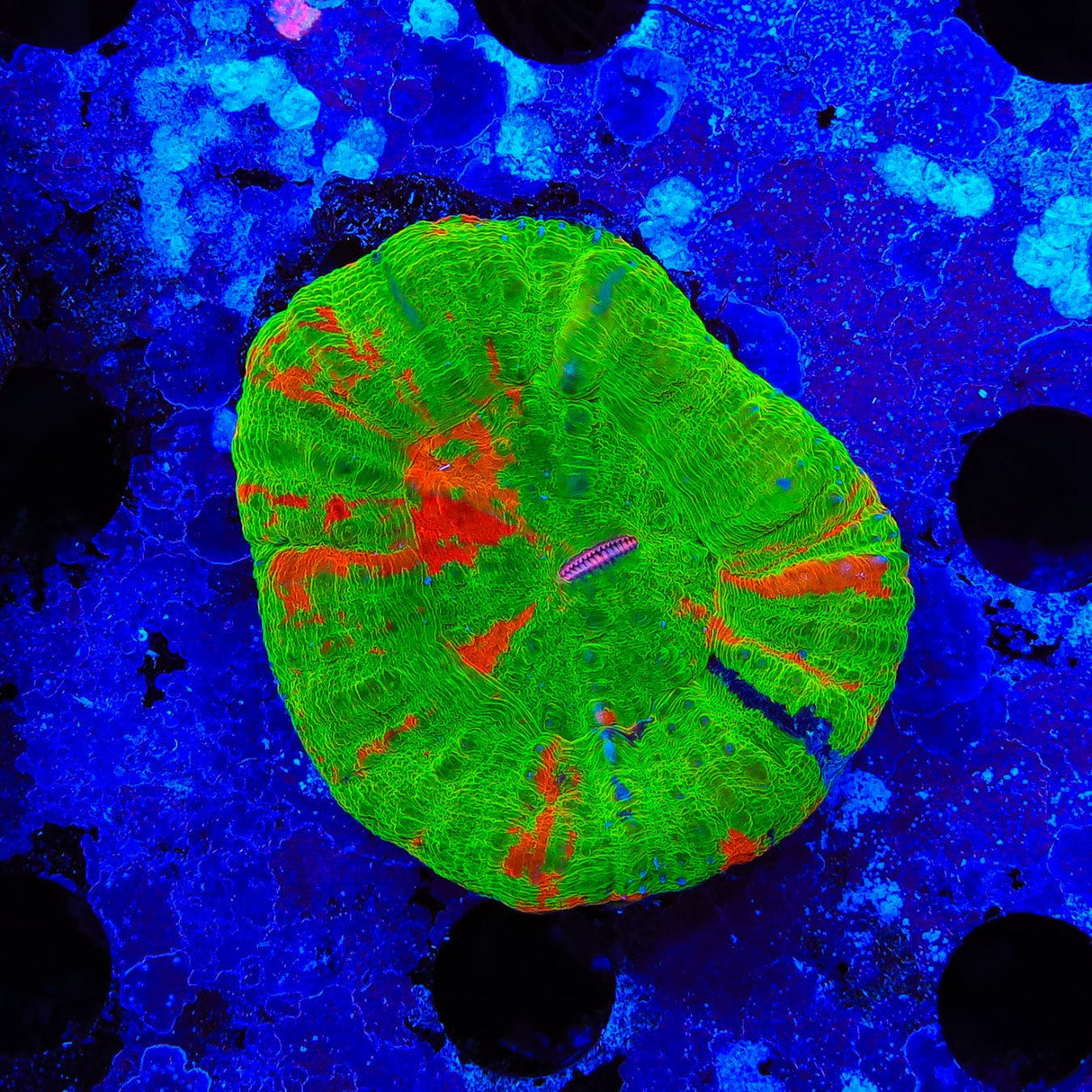 Bleeding Apple with Blue Scolymia Coral