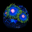 Blow Pop Zoanthids Coral