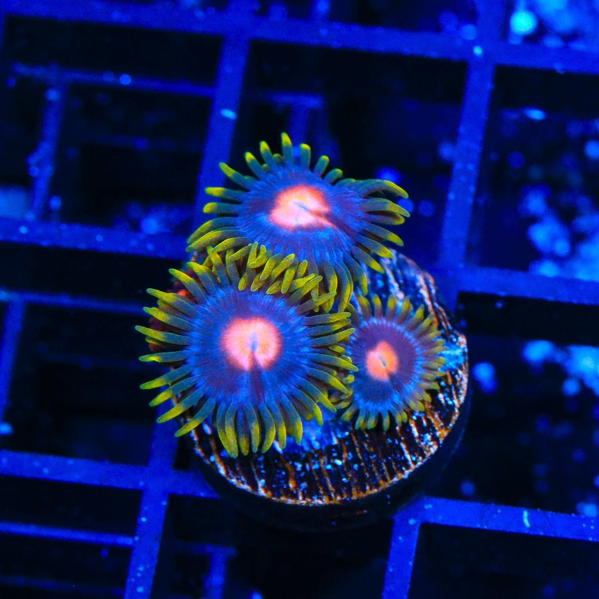 Blow Pop Zoanthids Coral