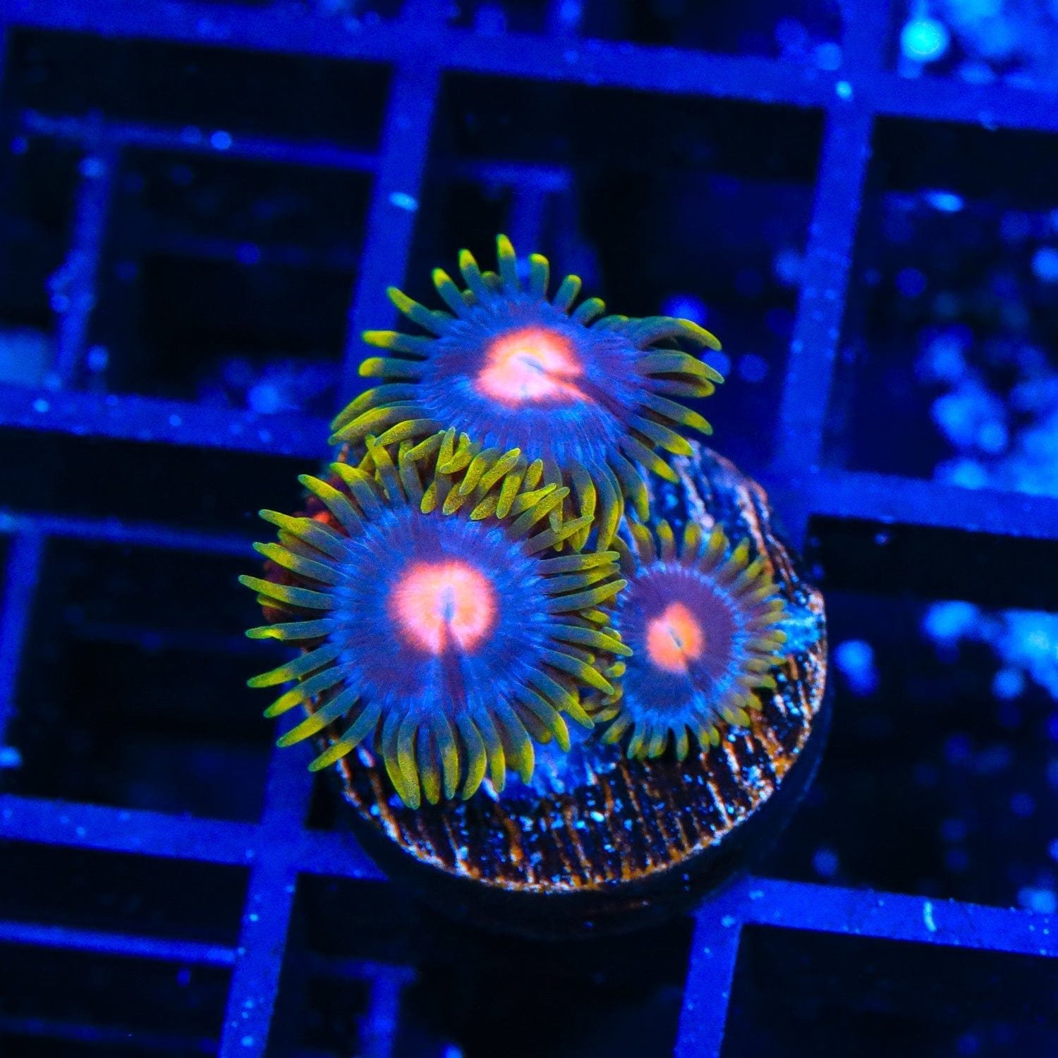 Blow Pop Zoanthids Coral