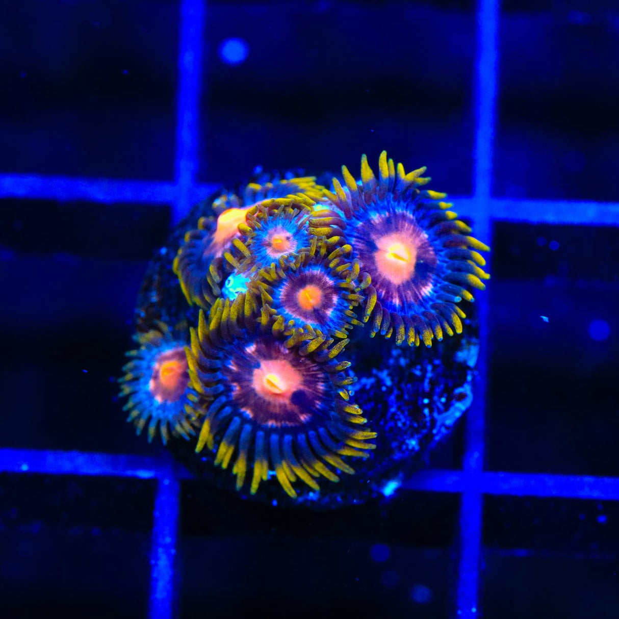 Blow Pop Zoanthids Coral