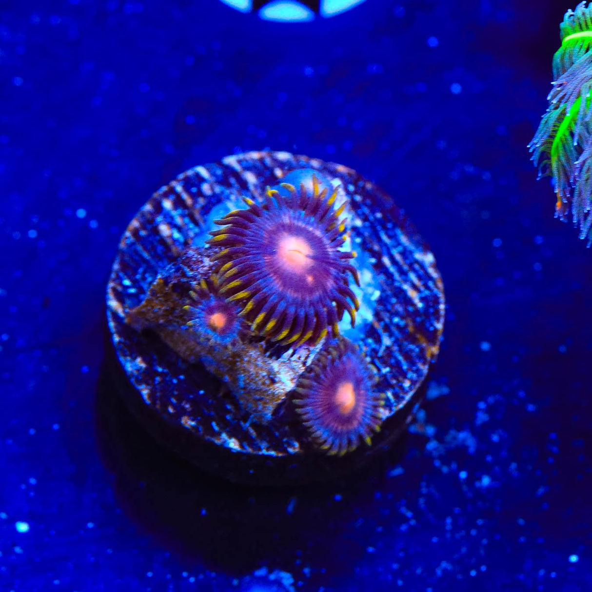 Blow Pop Zoanthids Coral