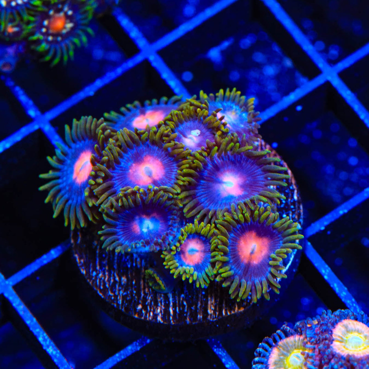 Blow Pop Zoanthids Coral