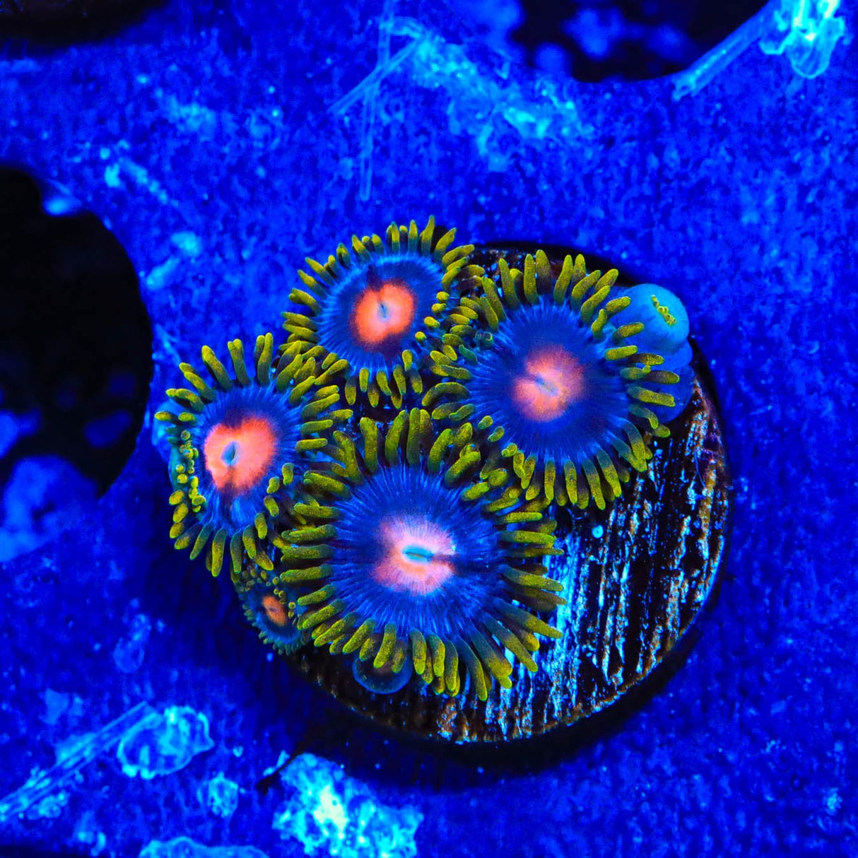 Blow Pop Zoanthids Coral