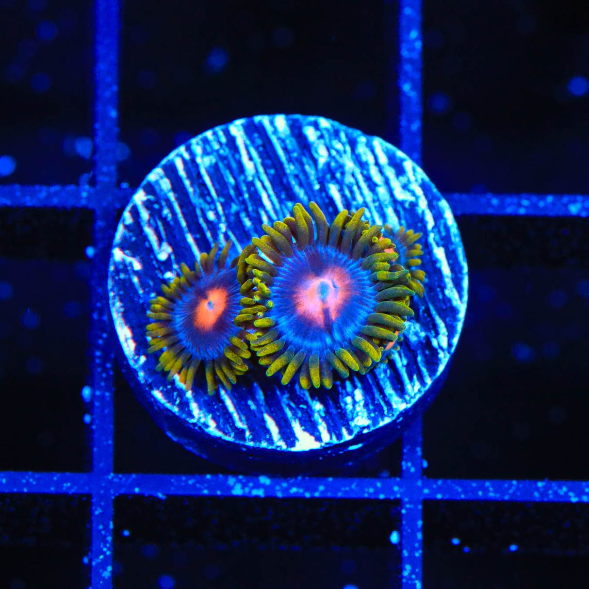 Blow Pop Zoanthids Coral