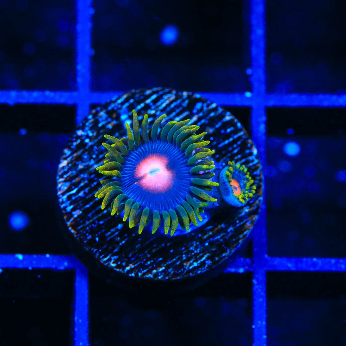 Blow Pop Zoanthids Coral