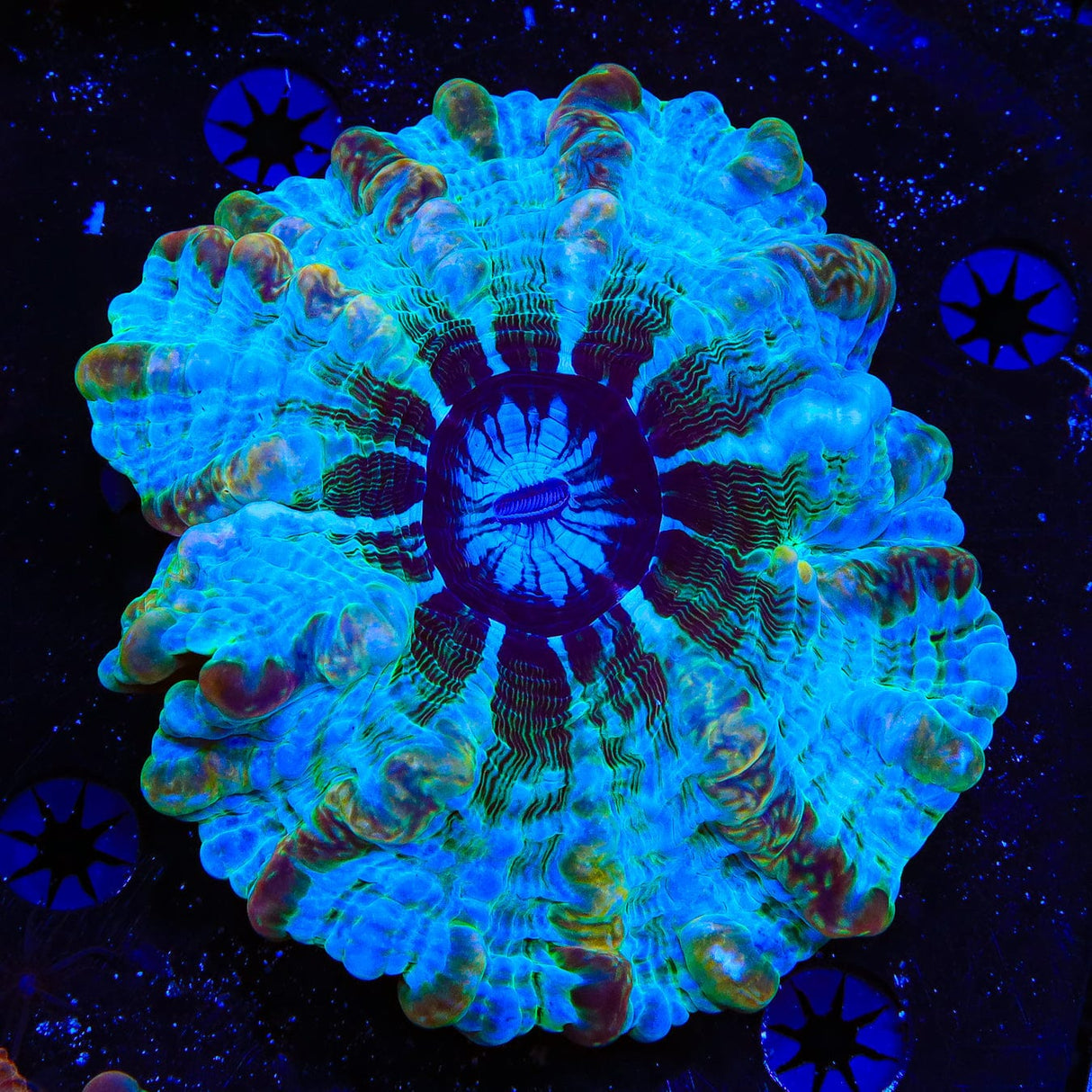 Blue and Gold Indophyllia Coral