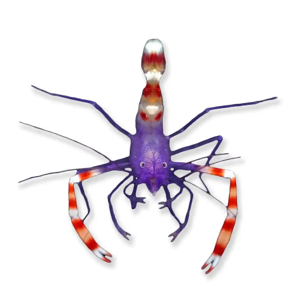 Blue Coral Banded Shrimp – Stenopus tenuirostris